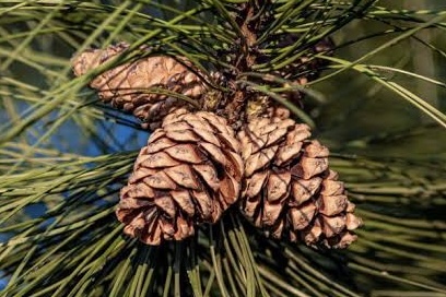 PINE